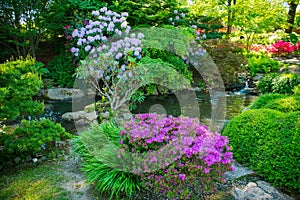 Rhododendrons blooming japanesse garden photo