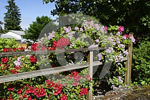 Rhododendrons blooming at Seattle home