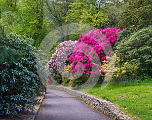 Rhododendrons blooming in Tollymore Forest park