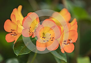 Rhododendrons Bright Orange Flower Heads