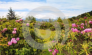 Rhododendrons Blue Ridge Roan Mtn TN photo