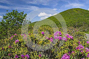 Rhododendrons in full bloom against a mountain crest of green grass beautiful blue sky