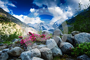 Rhododendrons in the high mountains under an Alpine glacier