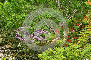 Rhododendrons, Hilliers Arboretum, Romsey, Hampshire, England, UK.