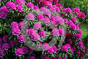 Rhododendrons