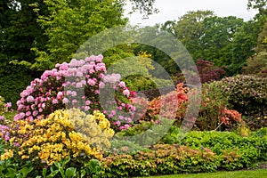 Rhododendrons in large English Garden