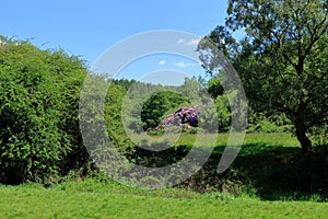 Rhododendrons in the middle of the Westerham Countryside