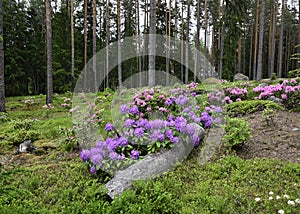 rhododendrons in the park Ilolan Arboretum in Finland