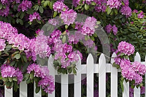 Rhododendrons and Picket Fence