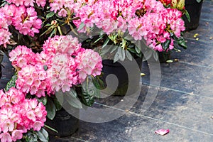 Rhododendrons in plastic pots on sale in plants nursery at spring.