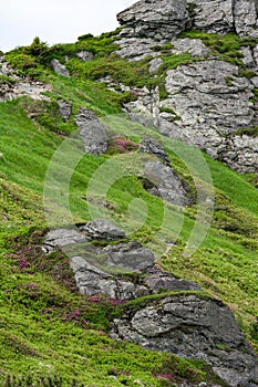 Rhododendrons under the peak of the Ukhaty Kamin mountain in the Ukrainian Carpathians.