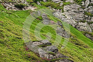 Rhododendrons under the peak of the Ukhaty Kamin mountain in the Ukrainian Carpathians.