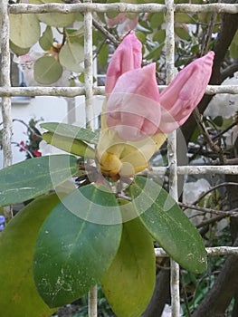 Rhododendrons whit blossom and white fence