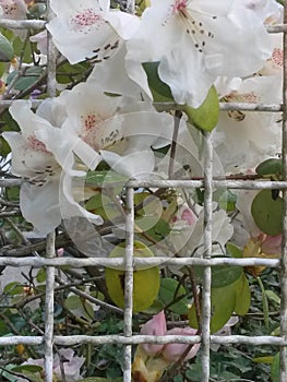 Rhododendrons whit blossom and white fence