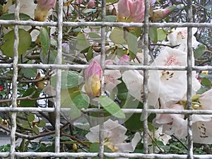 Rhododendrons whit blossom and white fence