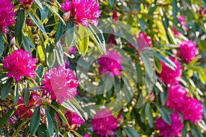 Rhododendrum grandiflorum bush with pink flowers in bloom