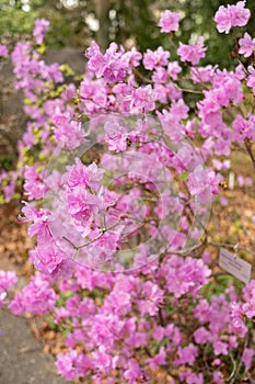 Rhododendrum Hybridum plant in Zurich in Switzerland