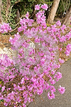 Rhododendrum Hybridum plant in Zurich in Switzerland