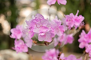 Rhododendrum Hybridum plant in Zurich in Switzerland