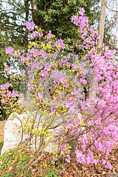 Rhododendrum Hybridum plant in Zurich in Switzerland