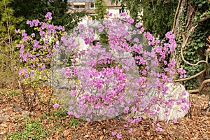 Rhododendrum Hybridum plant in Zurich in Switzerland