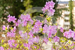 Rhododendrum Hybridum plant in Zurich in Switzerland photo