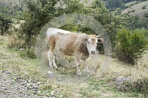 Rhodope Shorthorn cattle on the mountain meadow, Bulgaria,