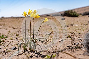 Rhodophiala bagnoldii, Yellow Ananuca, flower in the Atacama desert