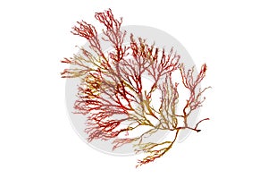 Rhodophyta or red seaweed branch isolated transparent png photo
