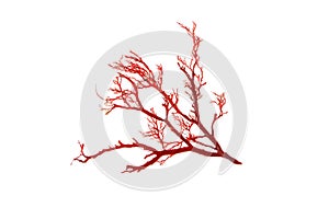 Rhodophyta red algae isolated transparent png photo