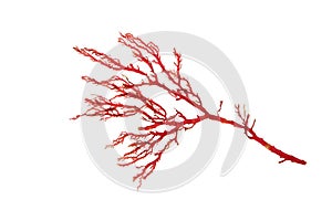 Rhodophyta or red algae branch isolated transparent png photo