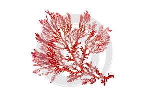 Rhodophyta red algae branch isolated on white. Transparent png additional format. photo