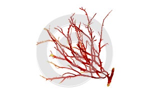 Rhodophyta or red algae isolated transparent png photo