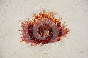 Rhodophyta red algae in Quintana Roo Mexico