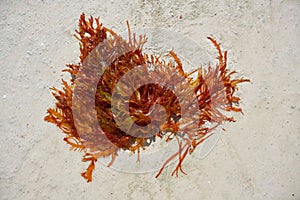 Rhodophyta red algae in Quintana Roo Mexico