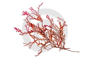 Rhodophyta seaweed or red algae isolated transparent png photo
