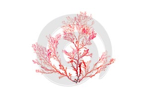 Rhodophyta seaweed or red algae isolated on white. Transparent png in the additional format photo