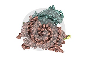 Rhodopsin molecule, 3D illustration