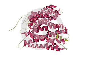 Rhodopsin molecule, 3D illustration