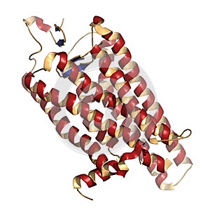 rhodopsin (visual purple) light perception protein, chemical structure. Biological pigment molecule present in the eye.