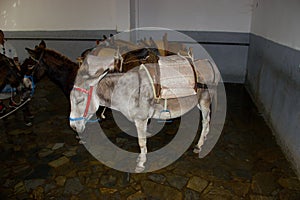 Rhodos Greece donkey