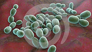 Rhodotorula fungi, 3D illustration. Pigment producing yeasts, cause infections in immunocompromised patients