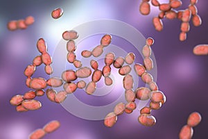 Rhodotorula fungi, 3D illustration. Pigment producing yeasts, cause infections in immunocompromised patients