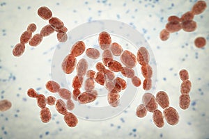 Rhodotorula fungi, 3D illustration. Pigment producing yeasts, cause infections in immunocompromised patients