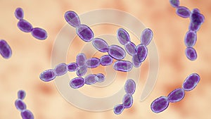 Rhodotorula fungi, 3D illustration. Pigment producing yeasts, cause infections in immunocompromised patients