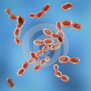 Rhodotorula fungi, 3D illustration. Pigment producing yeasts, cause infections in immunocompromised patients photo