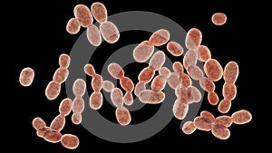Rhodotorula fungi, 3D illustration. Pigment producing yeasts, cause infections in immunocompromised patients photo