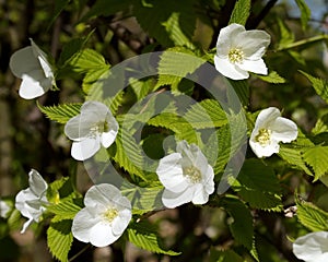 Rhodotypos scandens