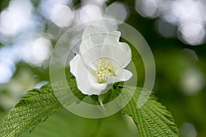 Rhodotypos scandens deciduous shrub in bloom