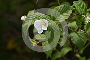 Rhodotypos scandens Jet bead blossoms photo